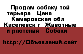 Продам собаку той-терьера › Цена ­ 2 000 - Кемеровская обл., Киселевск г. Животные и растения » Собаки   